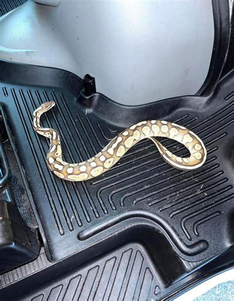 Lost pet snake hitches ride across Virginia in U-Haul; owner plans to reunite